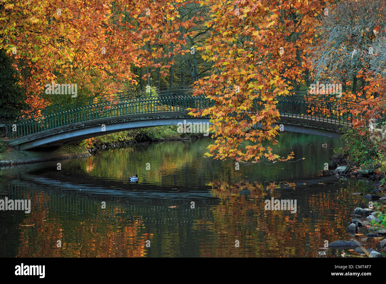 Botanischer Garten Rombergpark in Dortmund, Ruhrgebiet, Nordrhein