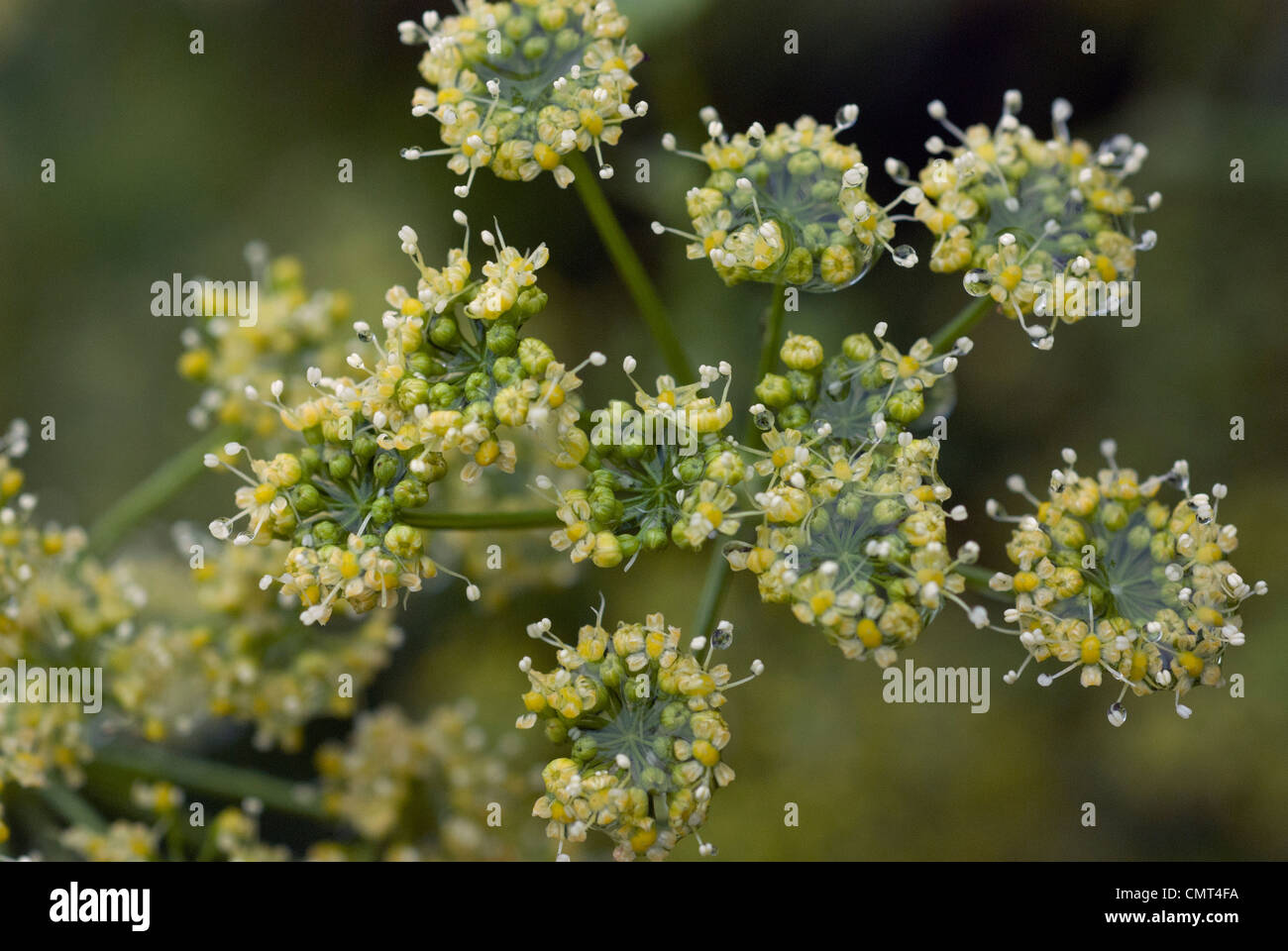 Parsley herb seed heads Stock Photo Alamy