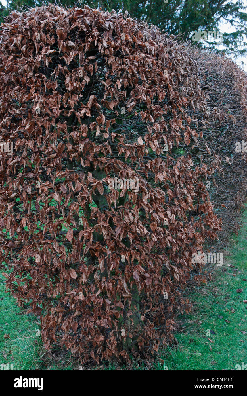 Hornbeam hedge in winter Stock Photo