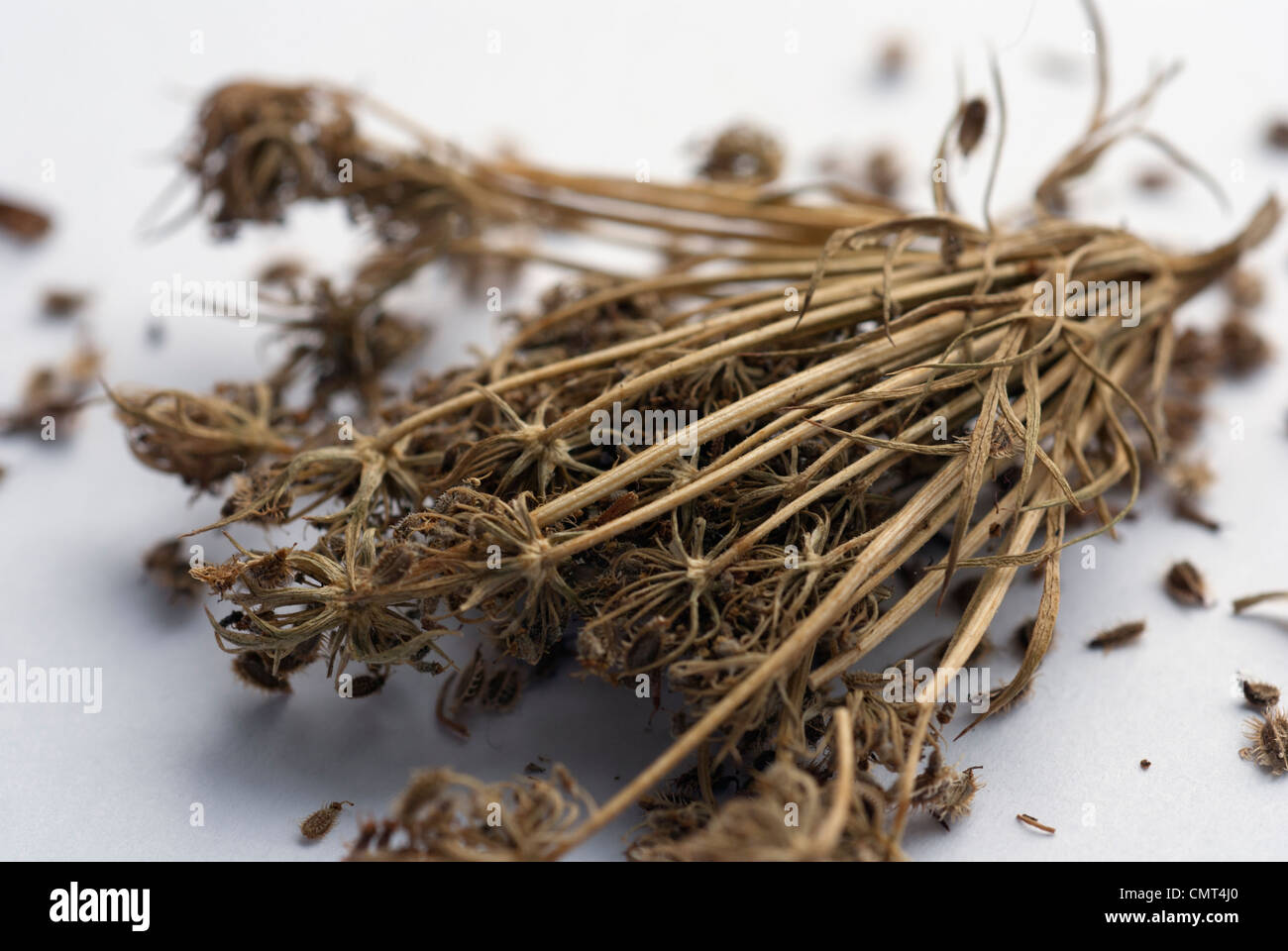 Carrot seed heads Stock Photo