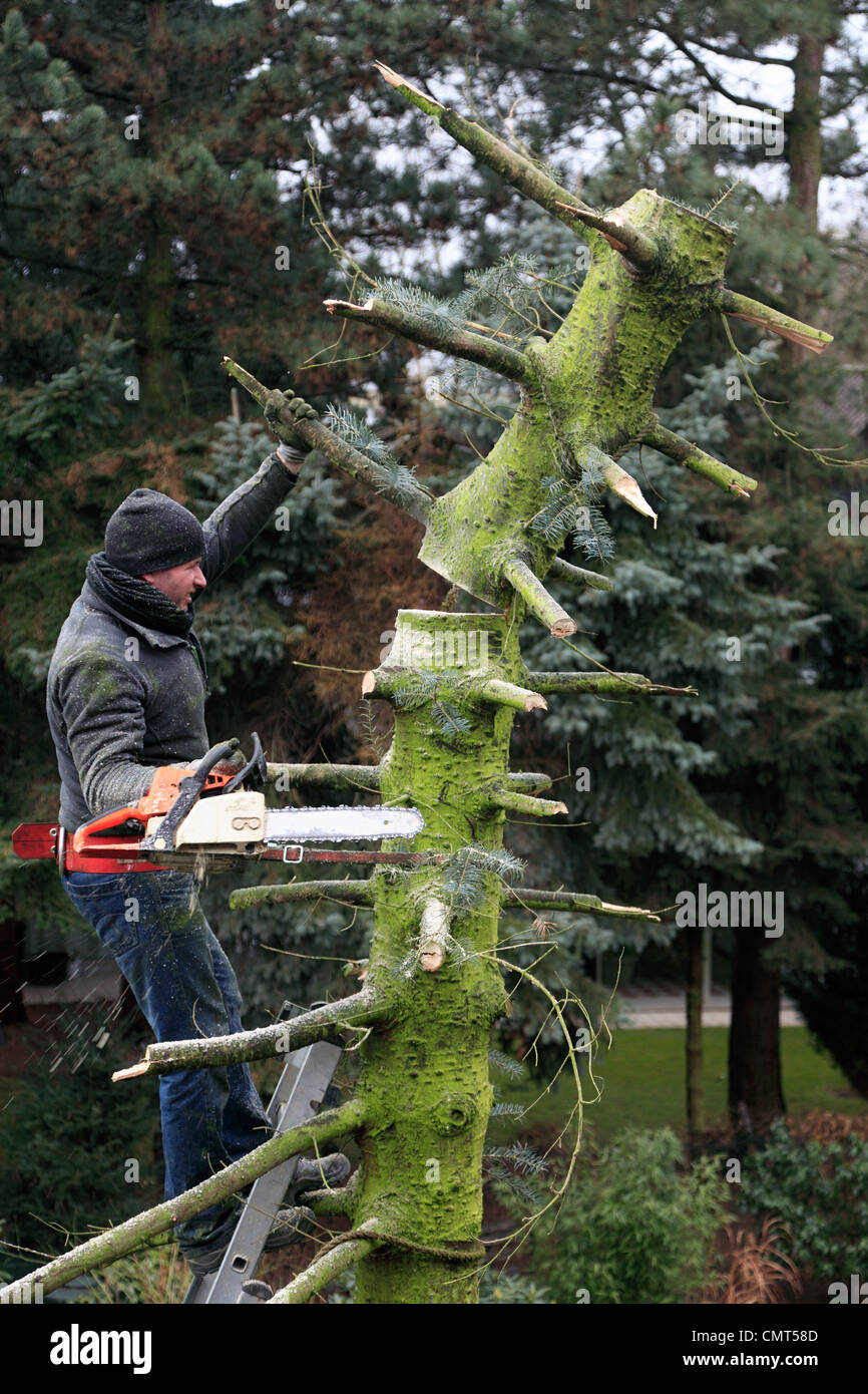 nature, landscape preservation, occupation, gardener stands on a ladder