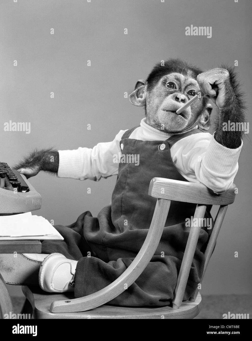 1950s CHIMPANZEE IN OVERALLS SITTING IN CHAIR AT TYPEWRITER PUTTING PENCIL  ERASER IN MOUTH Stock Photo - Alamy