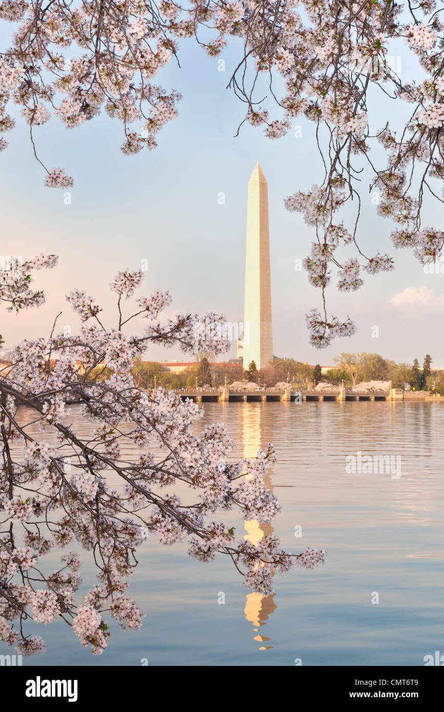 Cherry blossoms around the Tidal Basin in Washington DC framing the