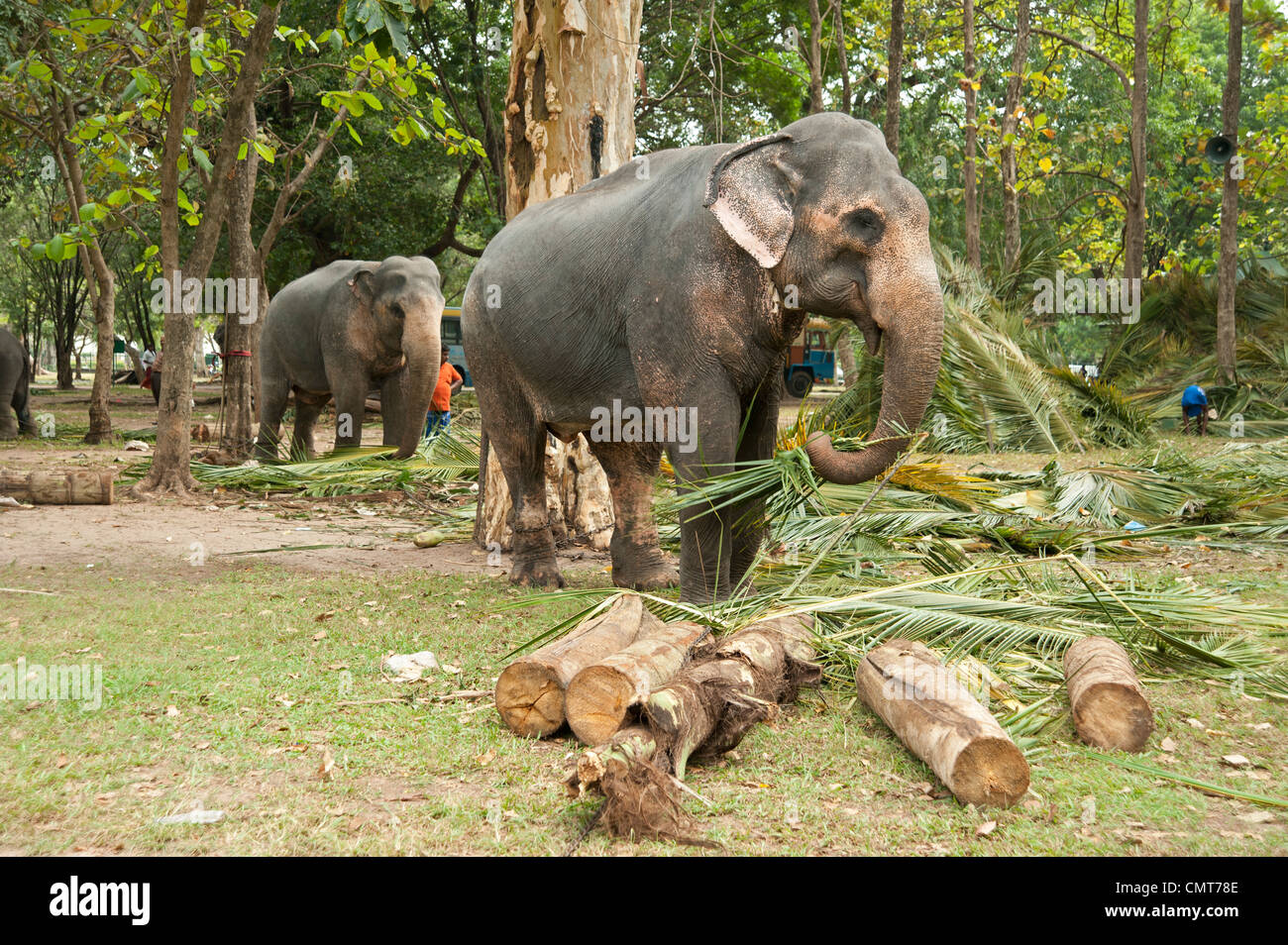 Elephant eating bamboo hires stock photography and images Alamy