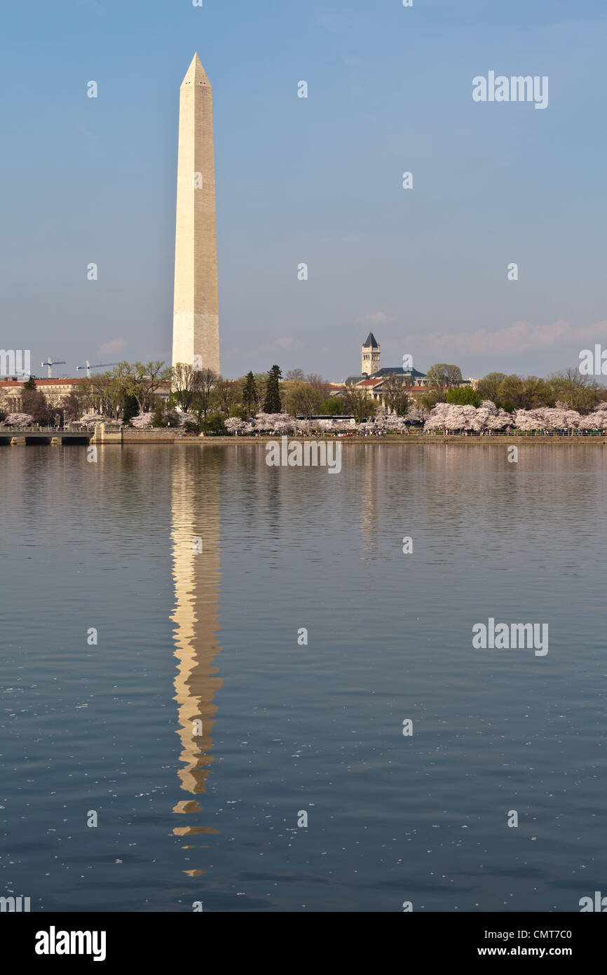 Cherry blossoms around the Tidal Basin in Washington DC with the Washington Monument reflected in the water. Stock Photo