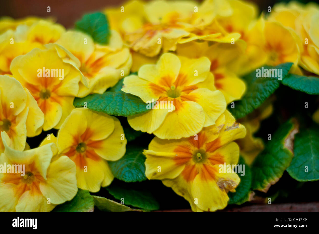 Bright Yellow Primrose Flowers Stock Photo Alamy