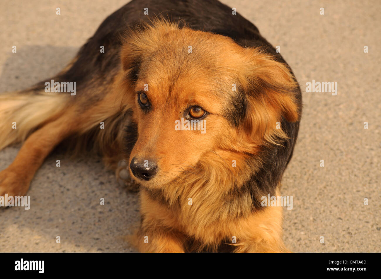 Dog Stock Photo