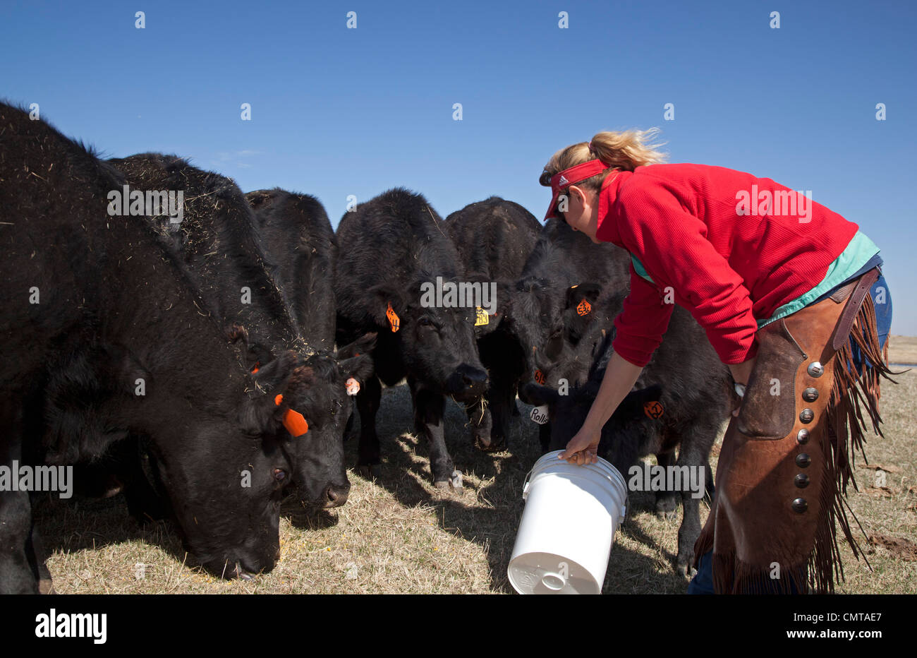 Cattle Ranch in Nebraska's Sandhills Where Keystone XL Oil Pipeline is Planned Stock Photo