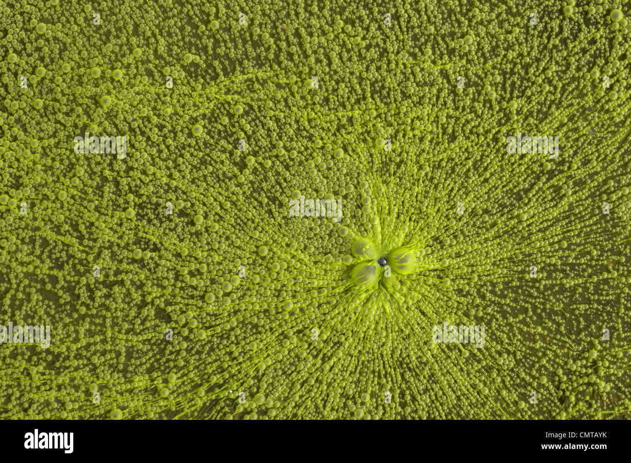 Closeup of green slime on pond, Hawk Island, Bay, Ontario