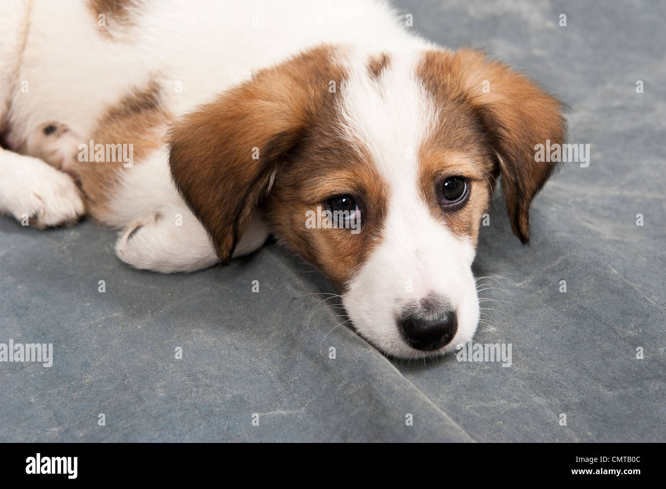 A pet puppy dog looking cute and being quiet Stock Photo