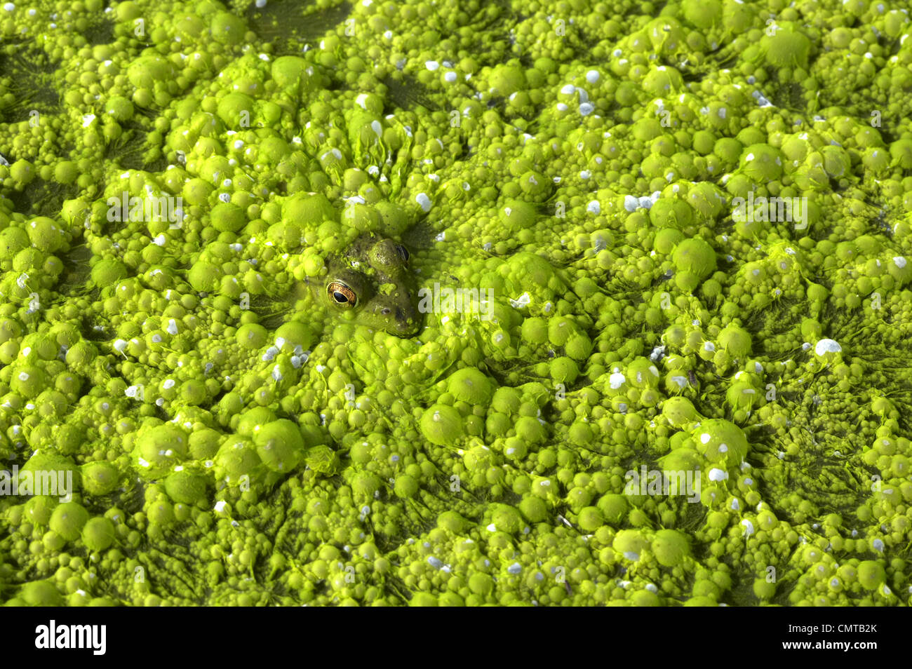 Close-up of frog in slimy green pond, Georgian Bay, Ontario, Canada Stock Photo