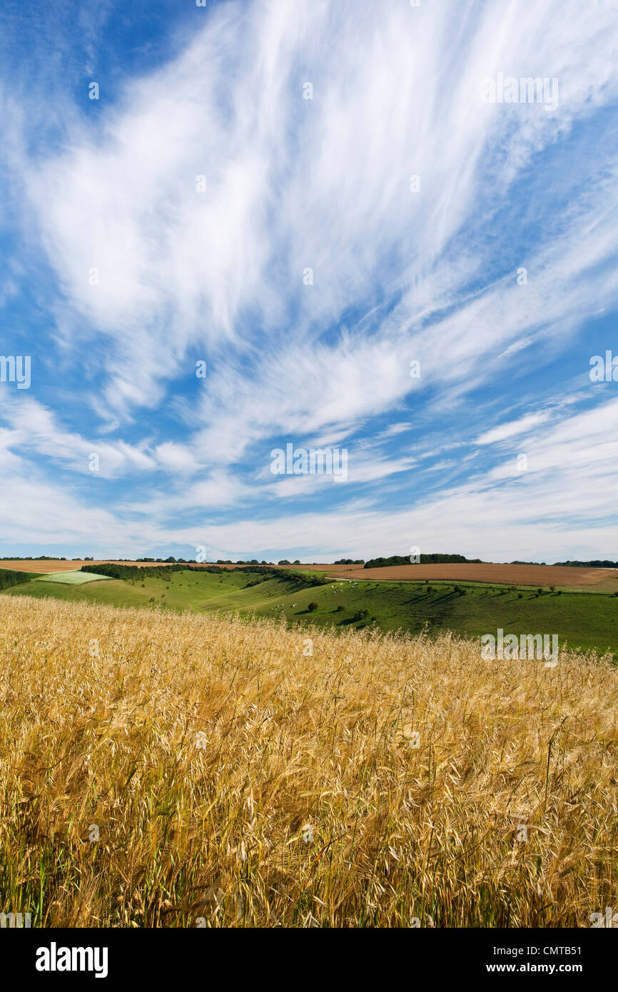 A  field of barley in summer in the English countryside underneath a blue sky with fair weather clouds Stock Photo