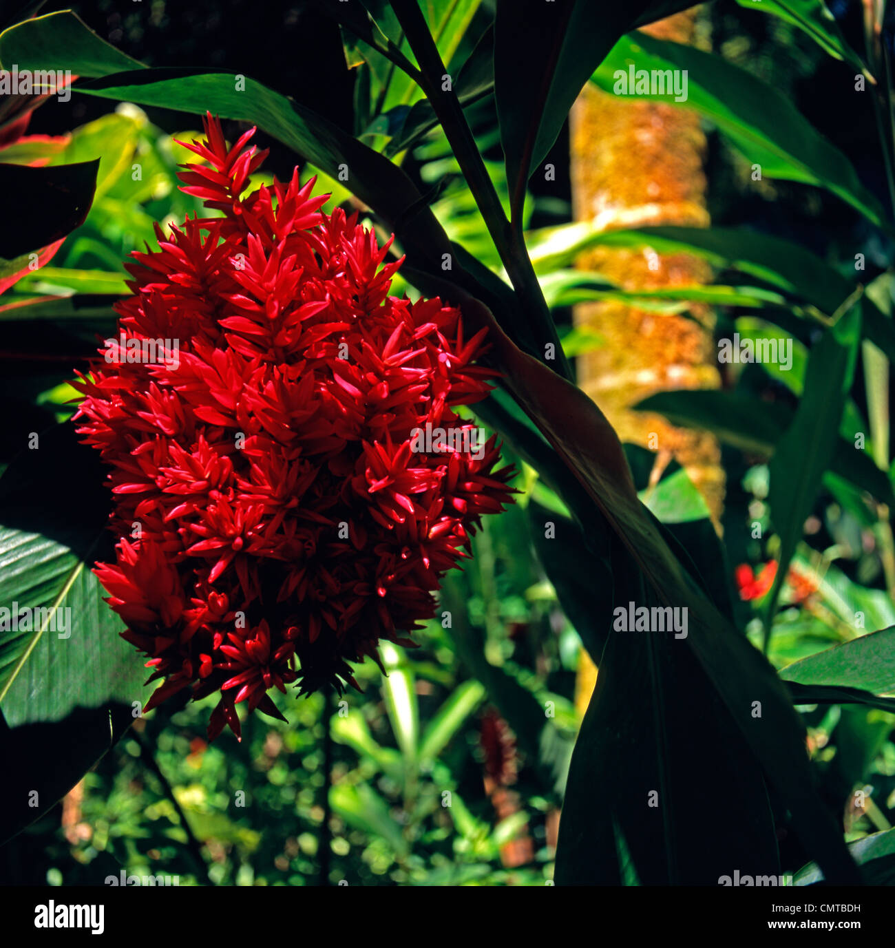 Eine tanzende Lady Ginger Blume in voller Blüte Stockfotografie - Alamy