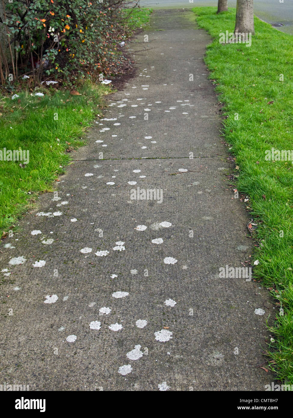 White lichen spots growing on a  footpath indicating clean air, free of pollution. Stock Photo