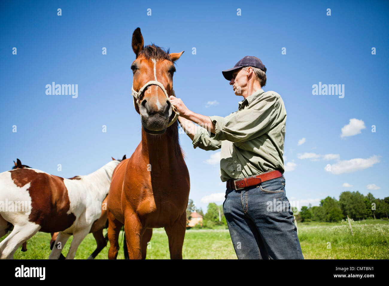 Man with horse on the field Stock Photo - Alamy