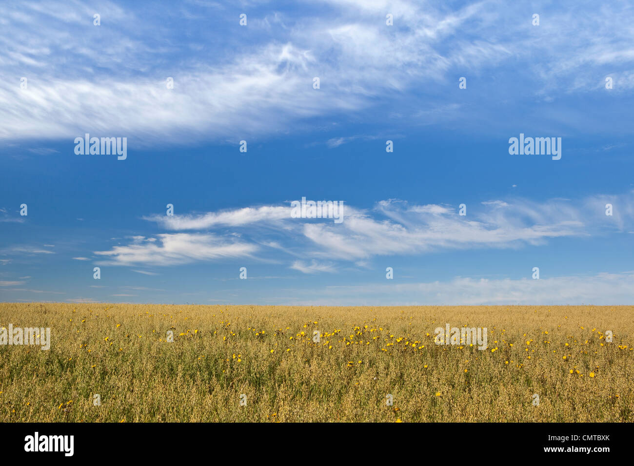 A  field of oats in summer with a few cornfield weeds underneath a blue sky with fair weather clouds Stock Photo