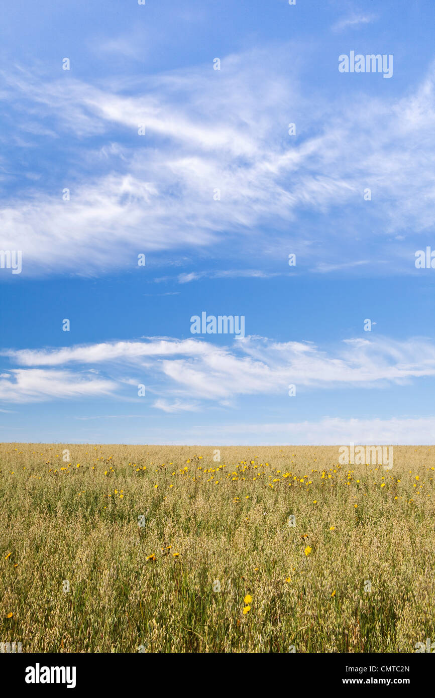 A  field of oats in summer with a few cornfield weeds underneath a blue sky with fair weather clouds Stock Photo