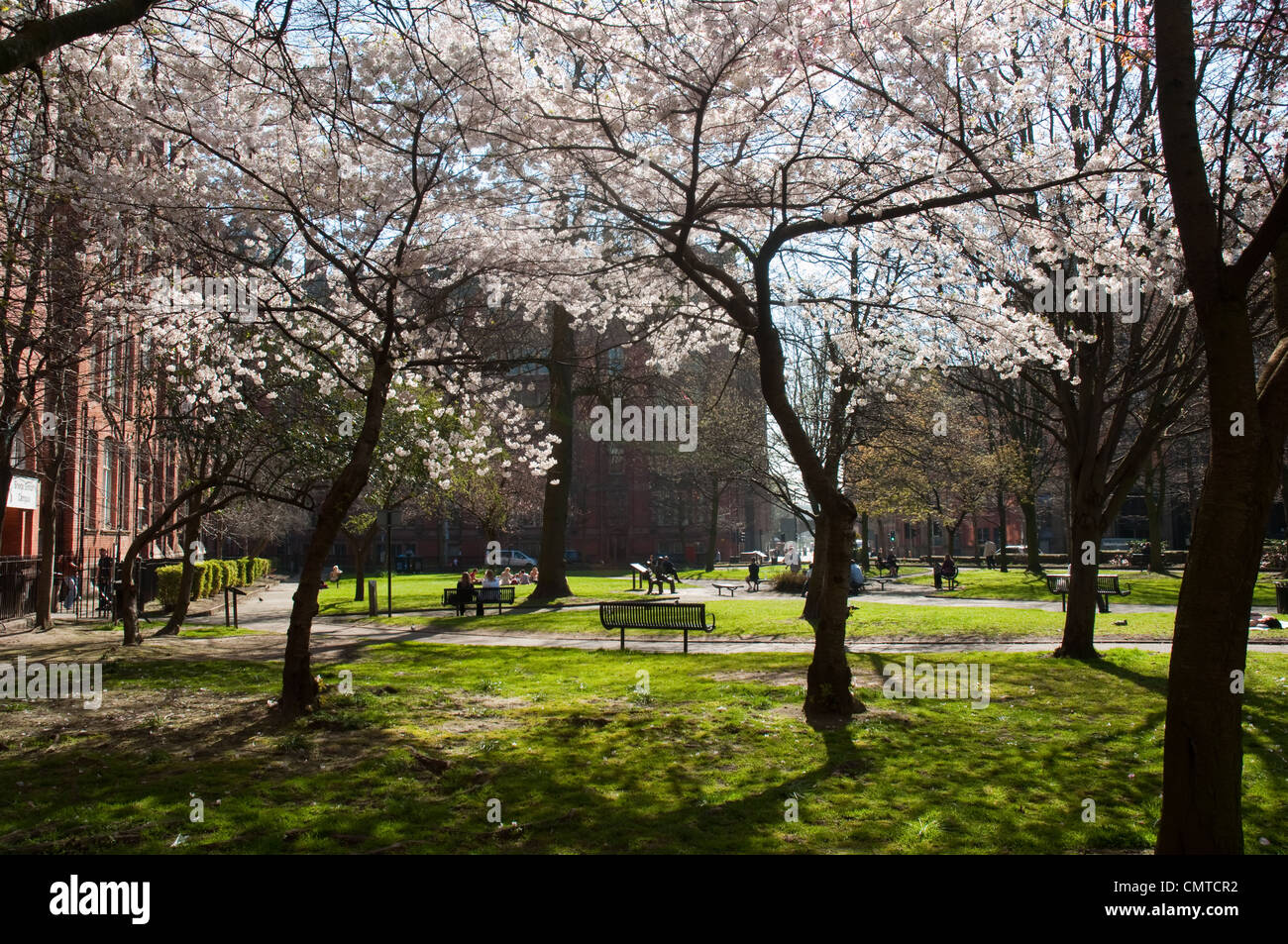 Spring in Manchester. Blossom in bloom in the city centre, Sackville ...
