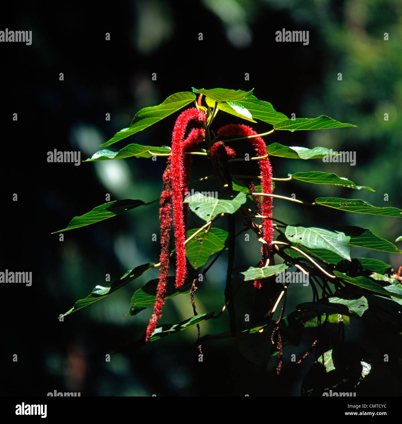 RedHot Cattail Chenille Plant Stock Photo Alamy