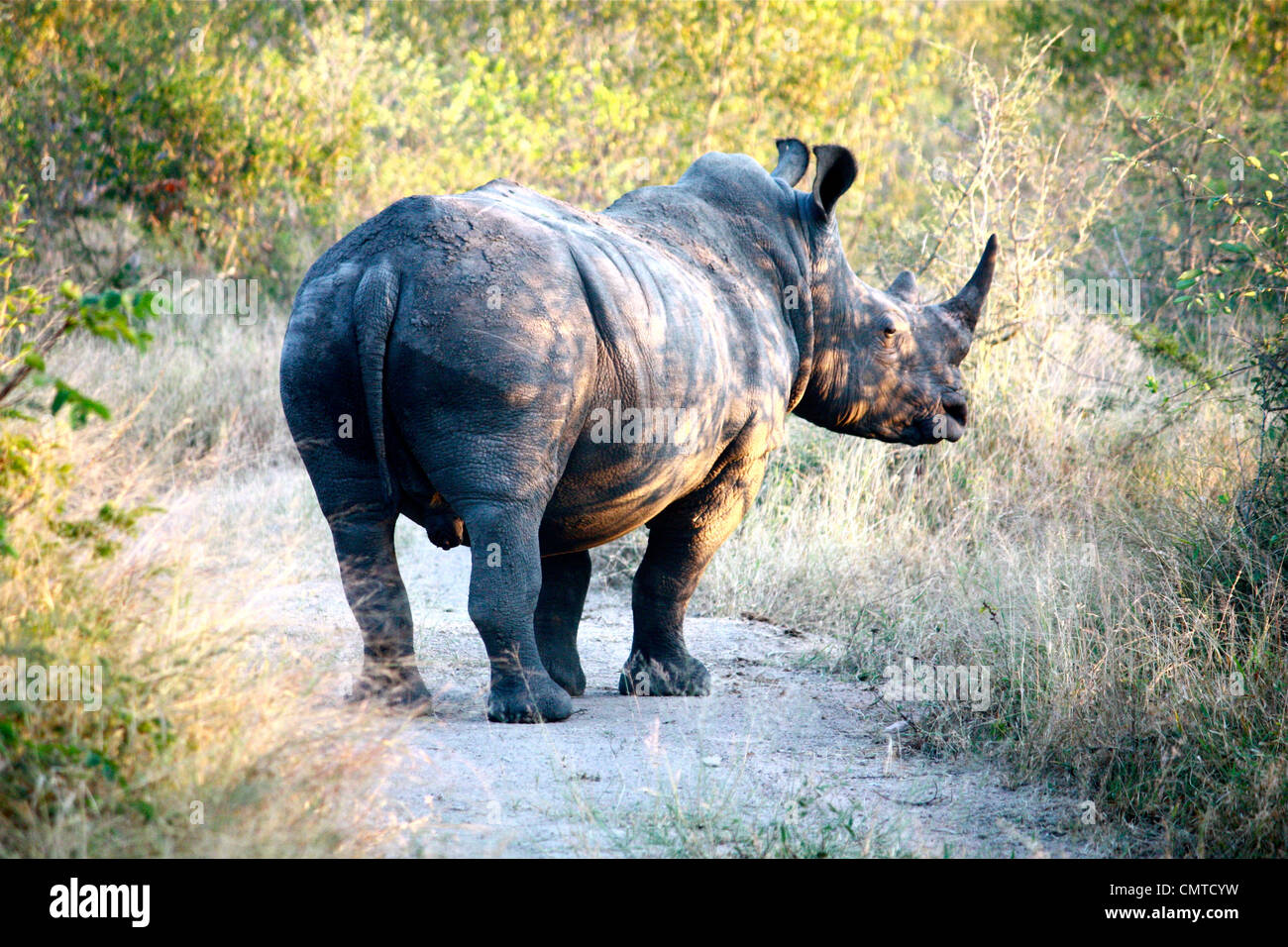 Rhino blocking the road Stock Photo