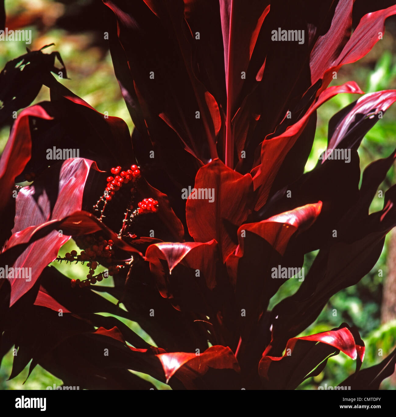 Red ti plant leaves and berries hawaii Stock Photo