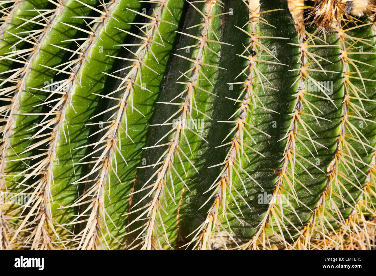 Close up of a spiky prickly cactus, Fuerteventura, Canary Islands Stock Photo
