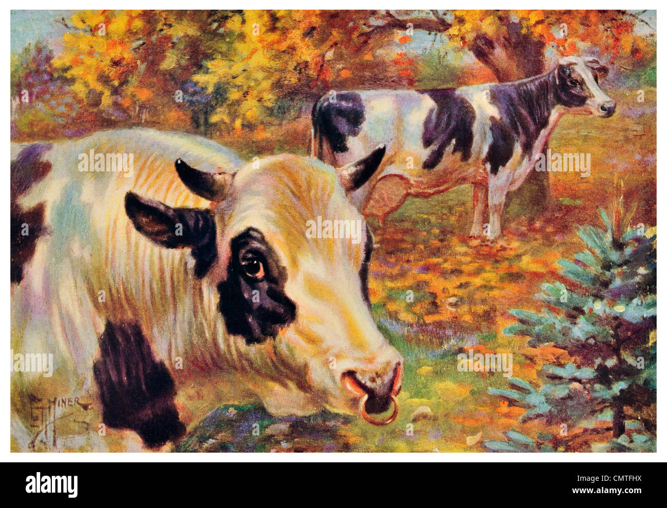 1925 Holstein Friesians Dairy Netherlands Stock Photo