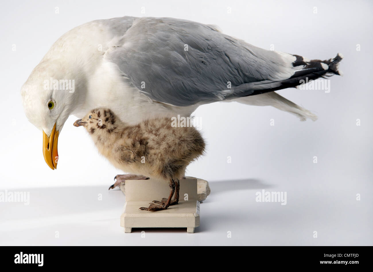 European Herring Gull Stock Photo