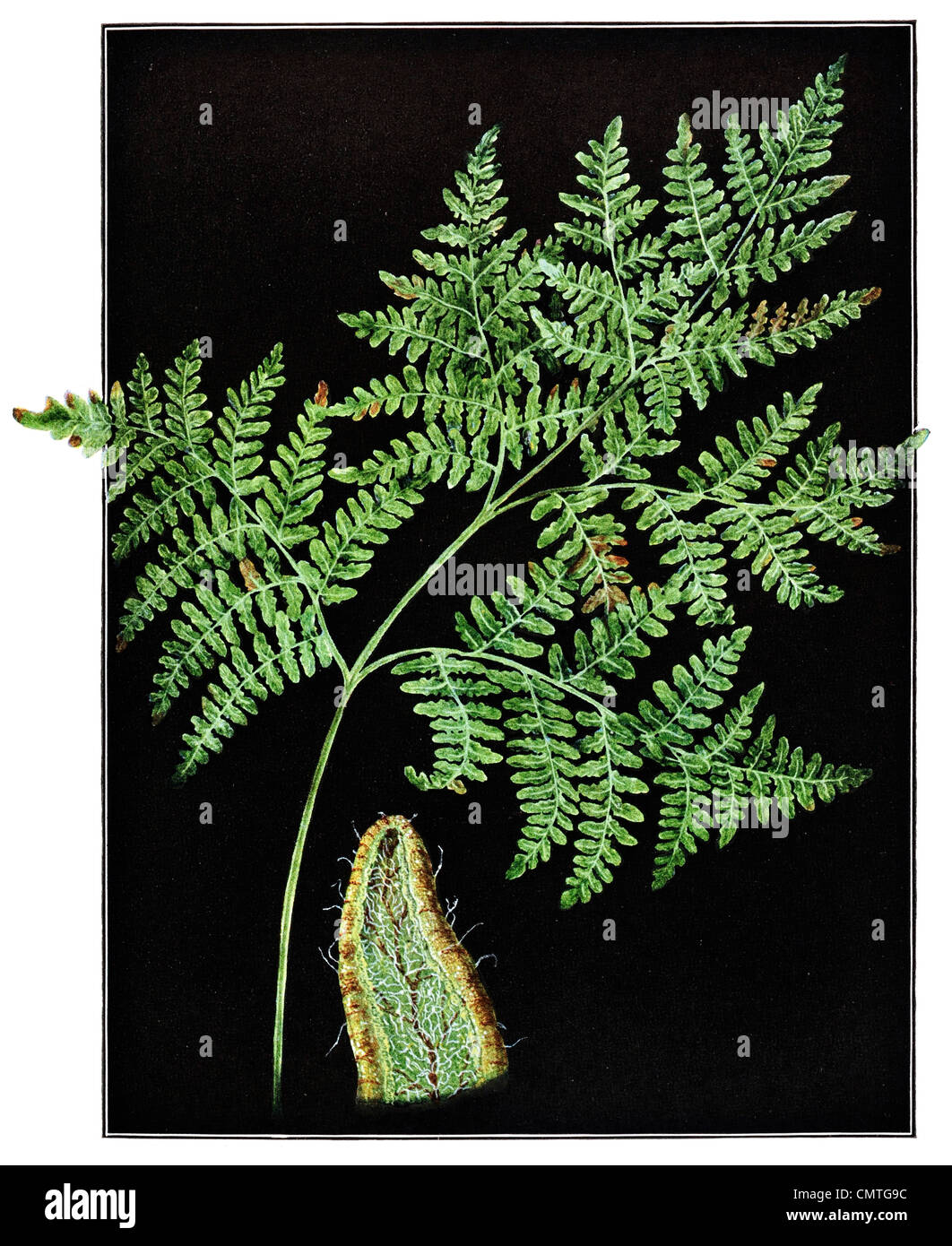 1925 Bracken Pteridium Latiusculum Stock Photo