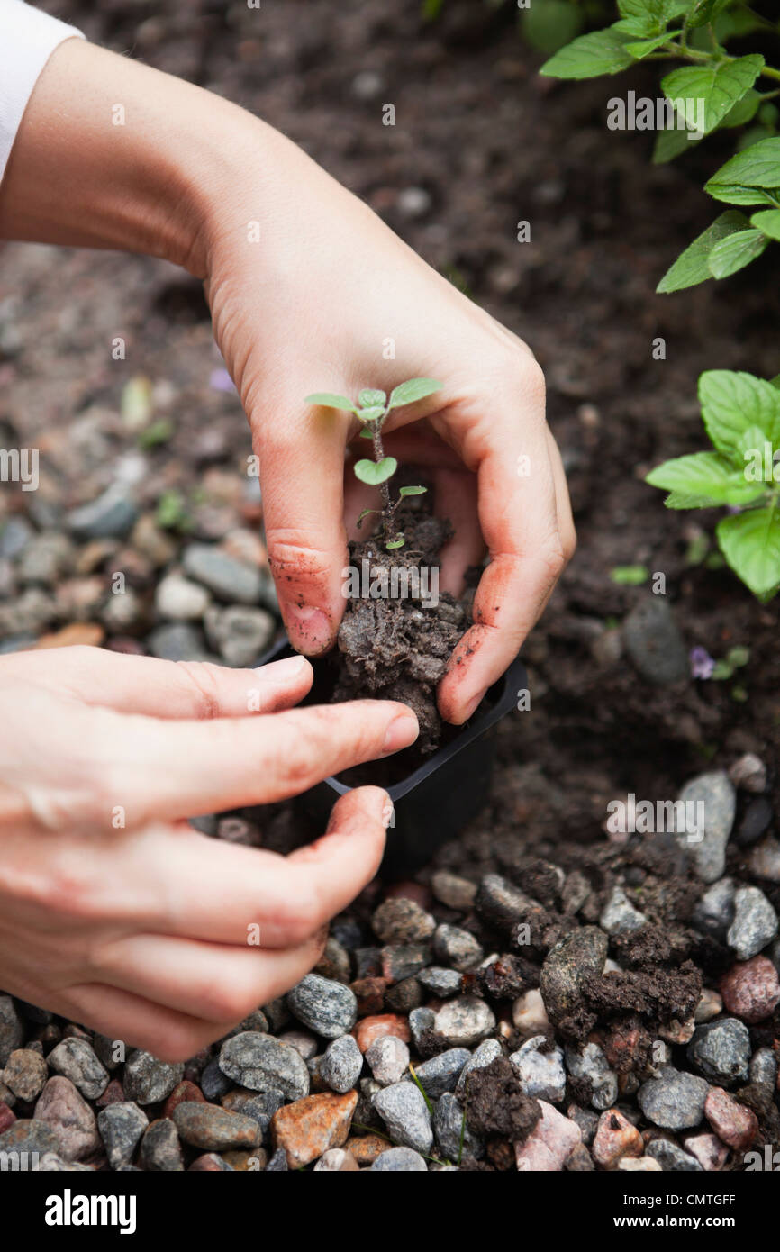 Hand planting small plant in pot Stock Photo - Alamy