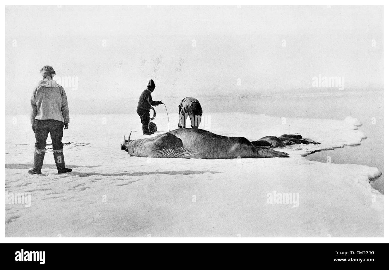 1925 Walrus on Pan Ice hunter skinning Eskimo Stock Photo
