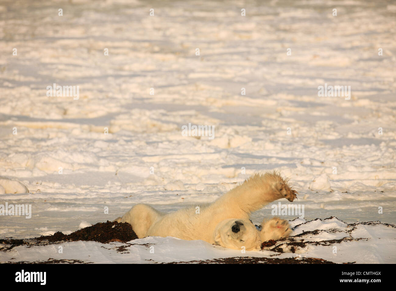 Polar bear stretching, Churchill, Manitoba Stock Photo