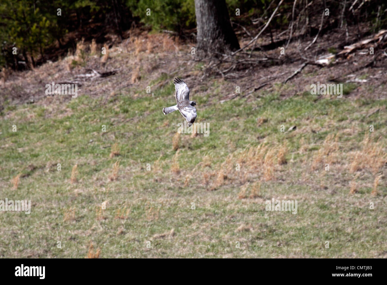 Northern harrier male quartering open ground at edge of forest in Tennessee Stock Photo