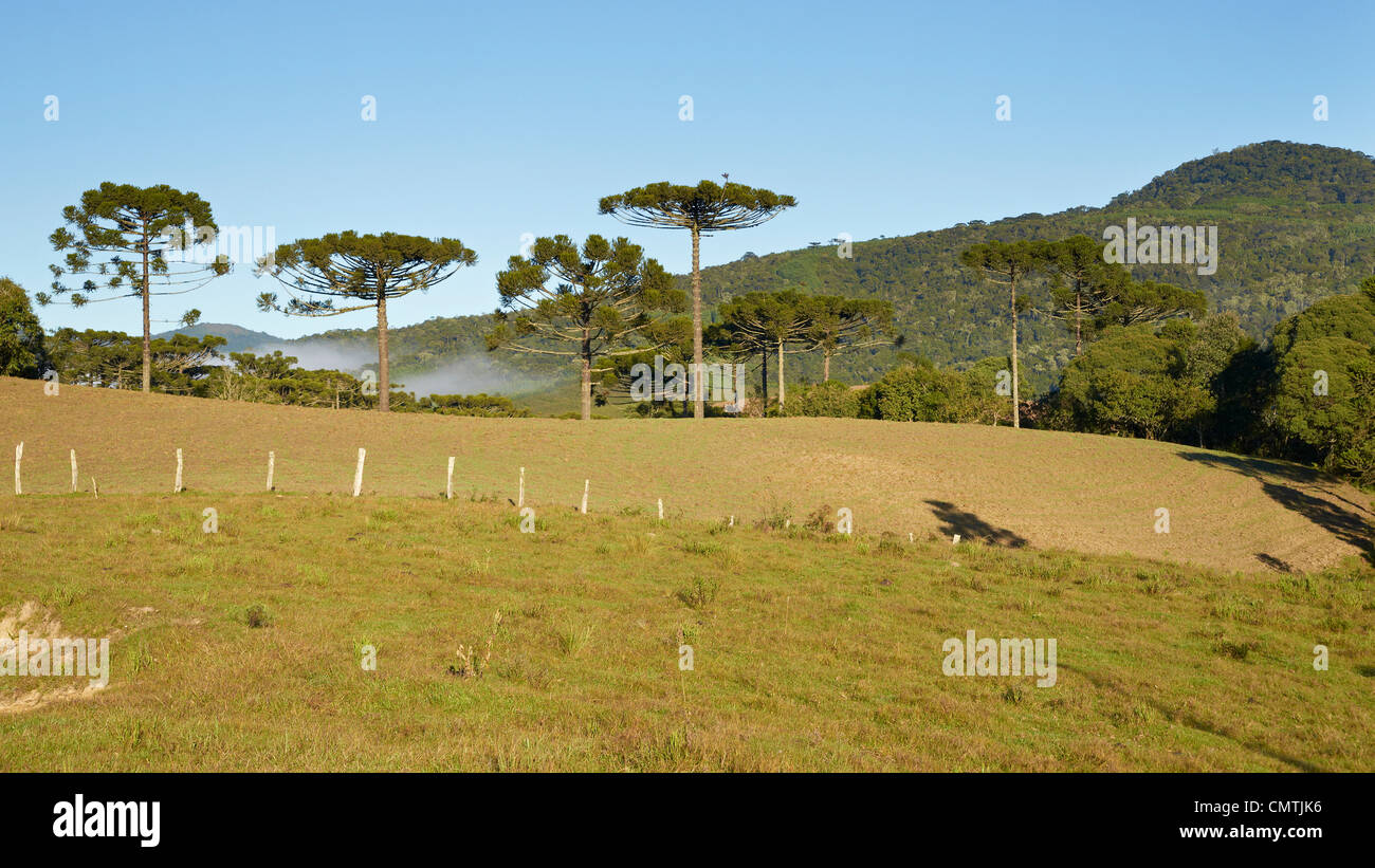 Araucaria pinetrees in the highlands of Santa Catarina Stock Photo