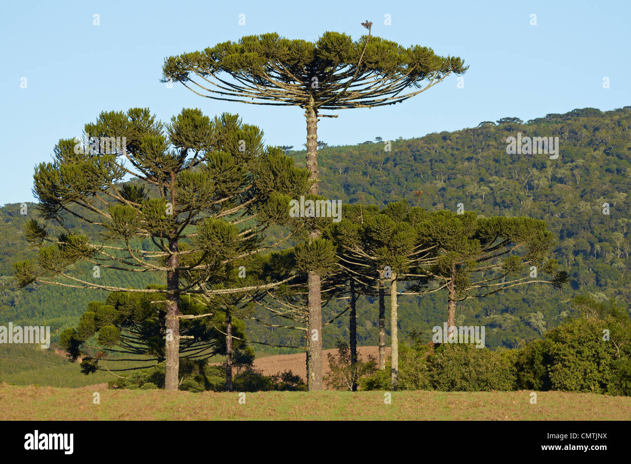 Araucaria pinetrees in the highlands of Santa Catarina Stock Photo