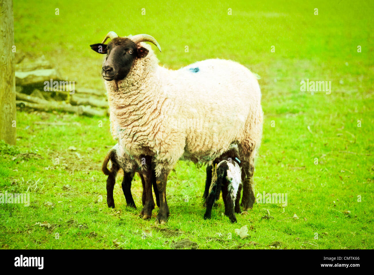 A female Norfolk Horn sheep feeding her lambs in a field Stock Photo
