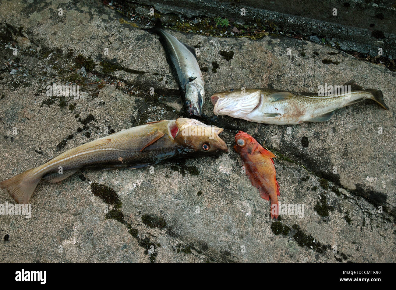 cod, seabass, sei on rocks Stock Photo Alamy