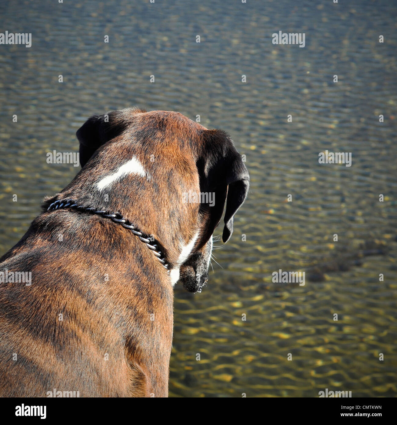 Should You Leave Water Out For A Dog All Day