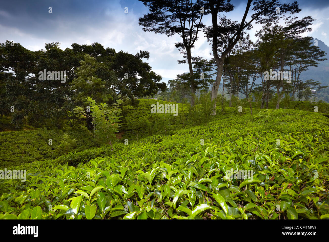 Sri Lanka - Nuwara Eliya, Kandy province, tea plantation Stock Photo