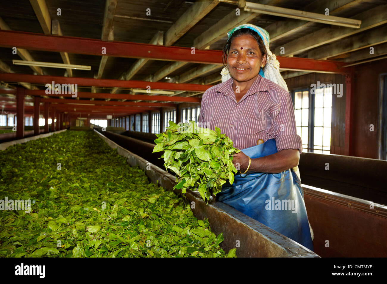 Sri Lanka Nuwara Eliya, Kandy province, tea factory Stock Photo