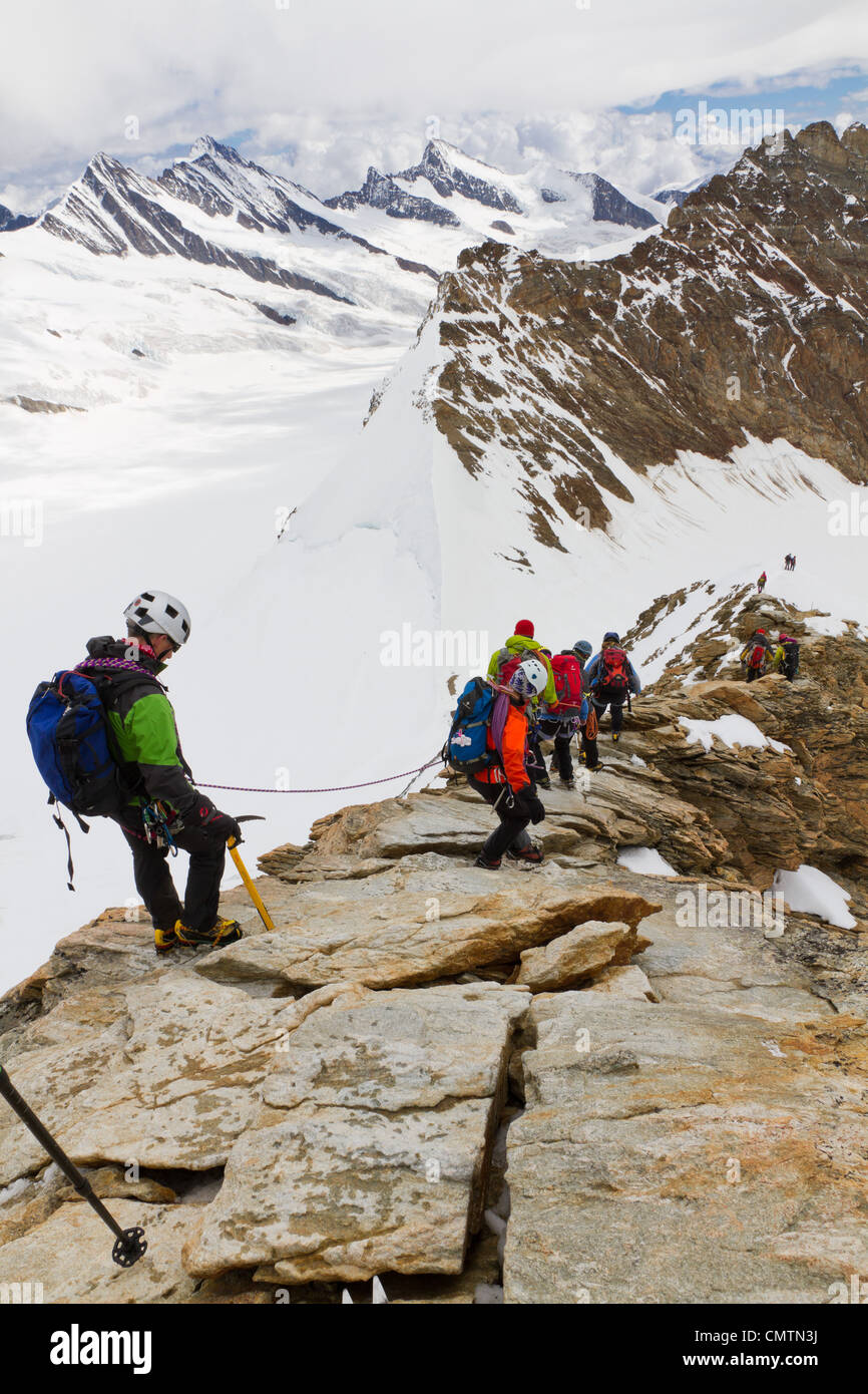 Unidentified climbers descent the rock ridge of 4107 m high mountain Moench secured by a mountain guide, SUI Stock Photo