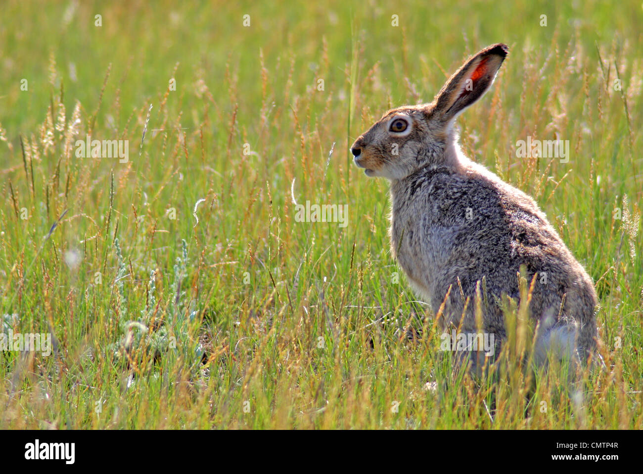 Saskachwan Rabbit Jackrabbit in Grasslands National Park, Saskatchewan Stock Photo - Alamy