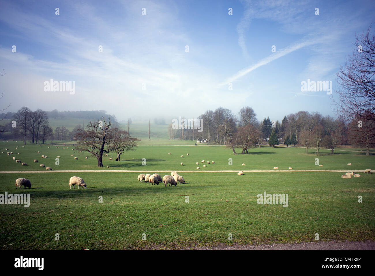 Fields and sheep in March at Chatsworth House Stock Photo