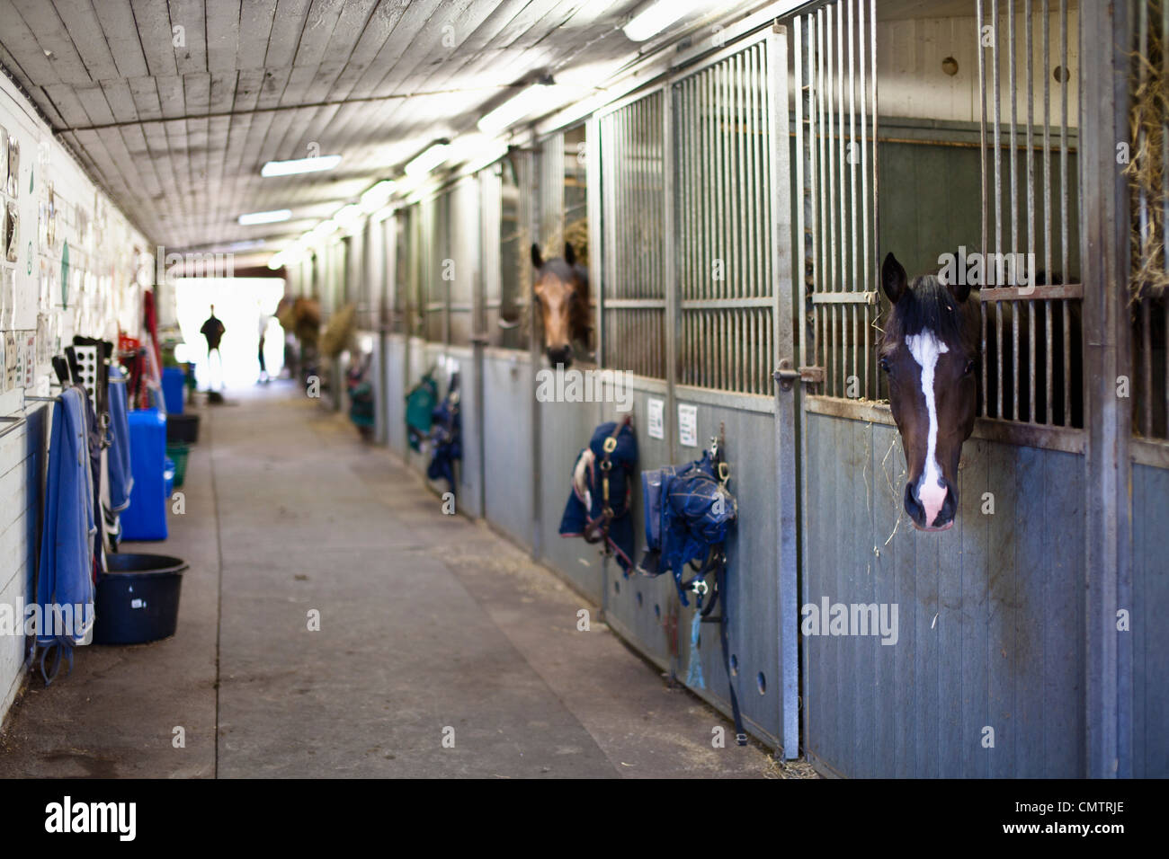 Stables with horses Stock Photo Alamy
