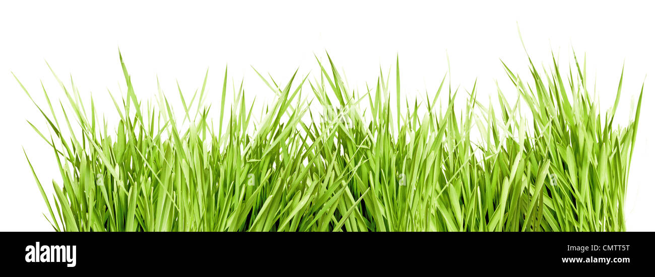 Fresh Green Grass Isolated on White Background Stock Photo - Alamy