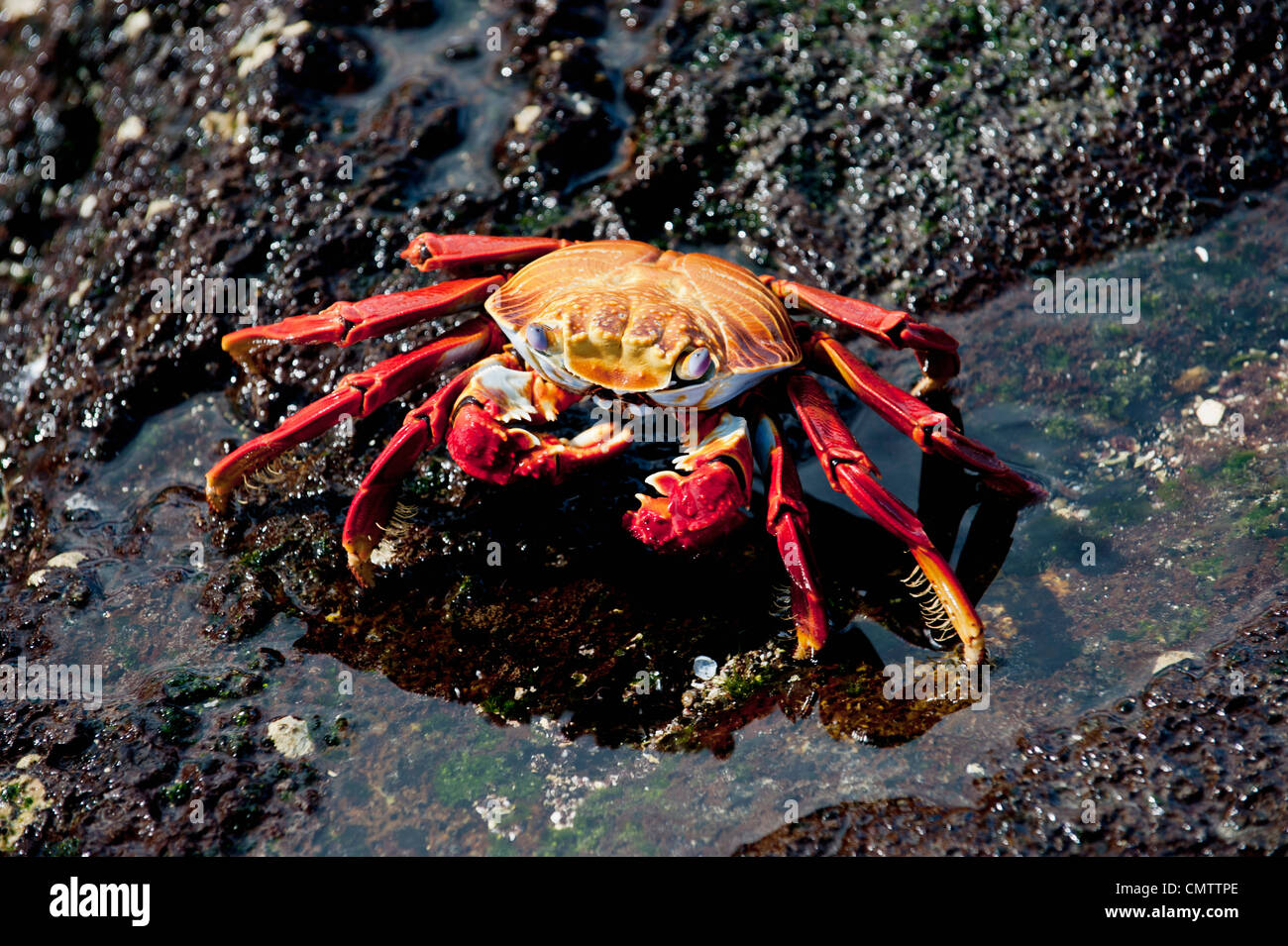 High angle view of crab Stock Photo