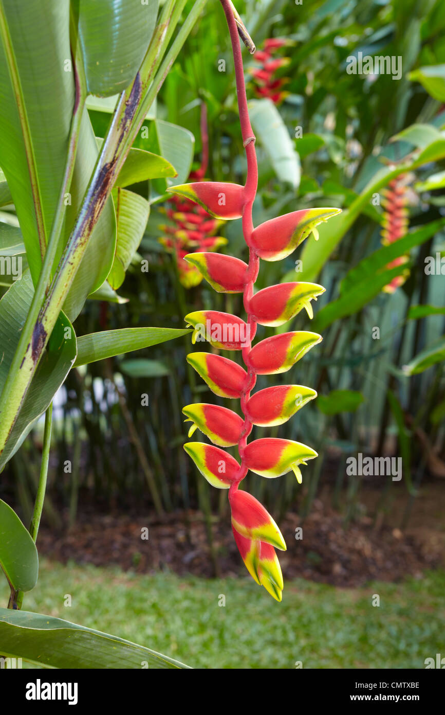 Heliconia pendula, tropical flower flowering in the Botanic Garden - Sri Lanka, Kandy, Peradeniya Botanic Garden Stock Photo