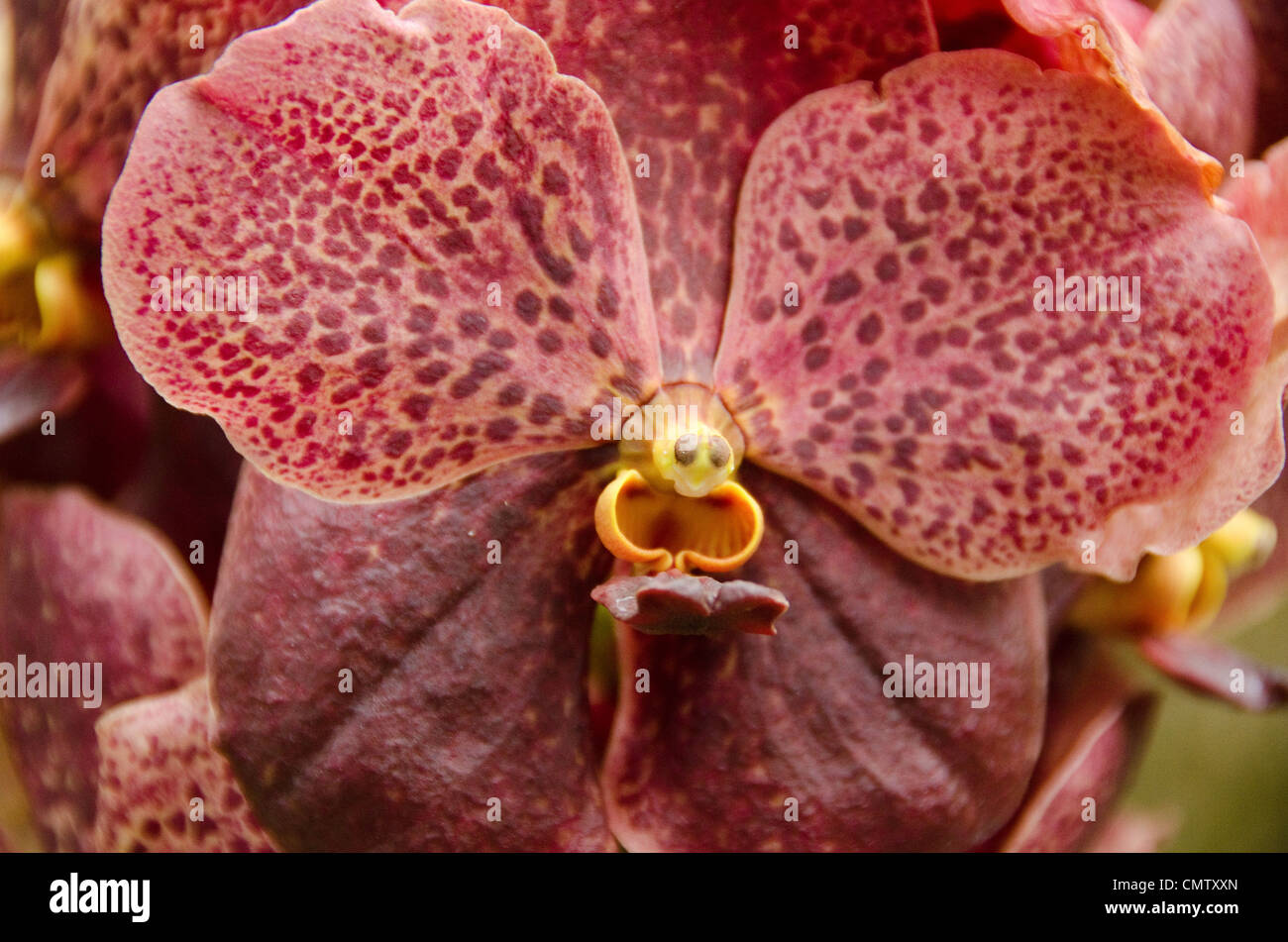 Brown orchid flower hires stock photography and images Alamy