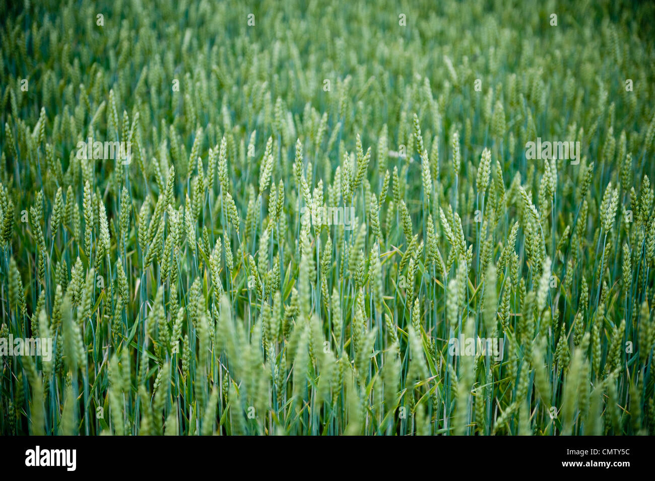 Green Crop High Resolution Stock Photography and Images - Alamy