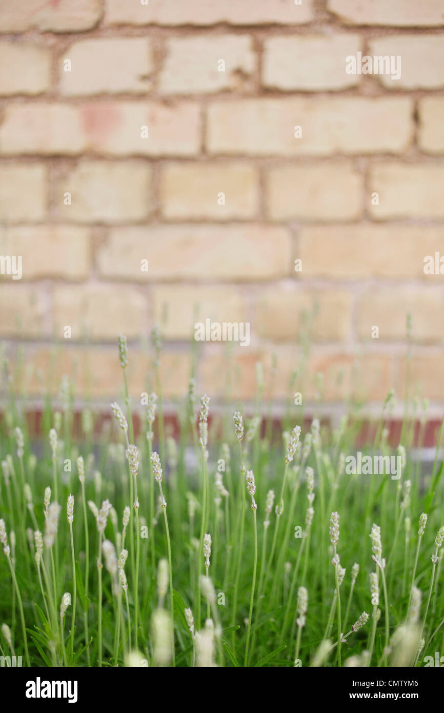 Flowers against brick wall Stock Photo Alamy